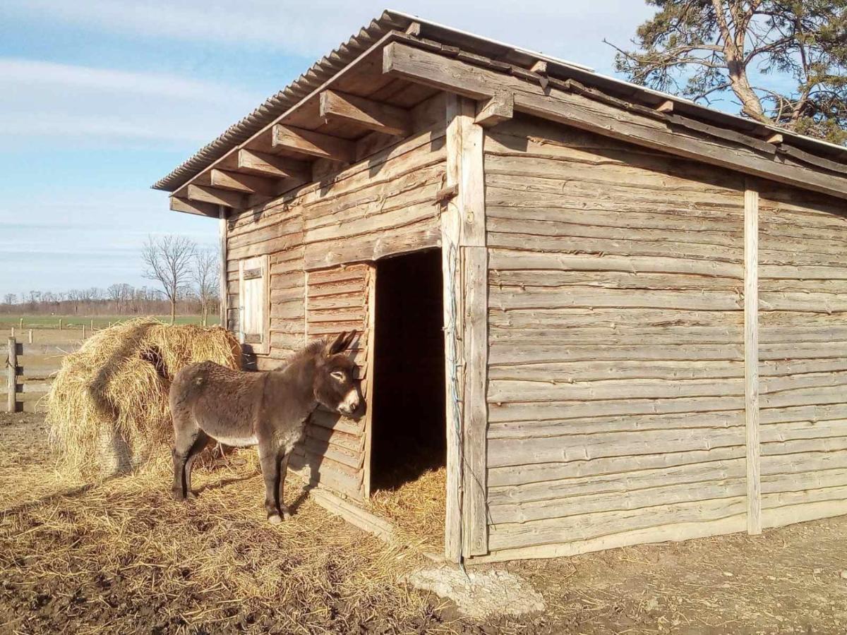 Apartma Max Alsómarác Kültér fotó